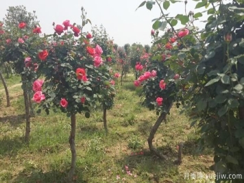 树状月季修剪残花可延长下一次花期