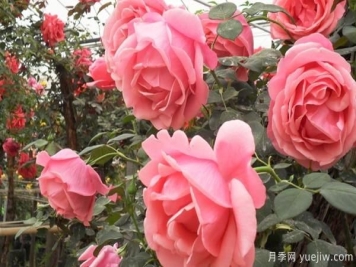 大花月季在养殖时，这几点对于它来说很重要