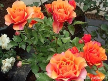 树状大花月季连续开花的方法是什么呢？