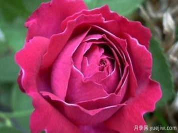 邓县盆栽月季种养有什么要了解的呢？