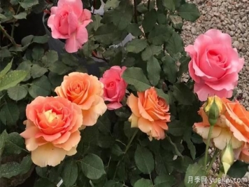 大花月季该怎样养根呢？一起来了解下吧