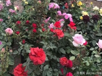 阳台上栽盆栽月季，有什么种花知识呢？