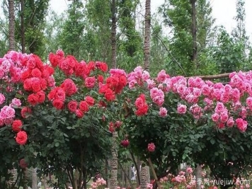 大花月季储存也可做成干花呀，怎么处理呢？