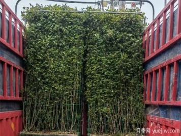 高架桥选择月季从哪几方面看呢？小编和你分享