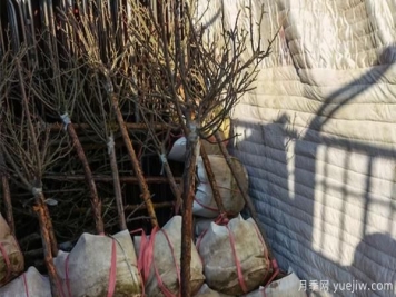 什么是树状月季的闷插法种养技术？