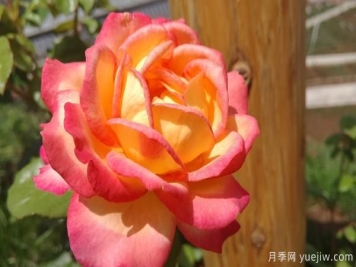 大花月季该怎样修剪的呢？一起来看看吧