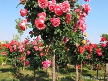 大花树状月季的嫁接步骤，山东月季基地分享