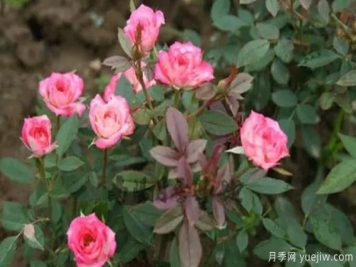 微型月季该怎样施肥浇水呢，一起来看下吧