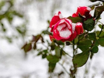 下面这些抗寒措施送给吉林栽种树状月季的花友，让月季安然过冬