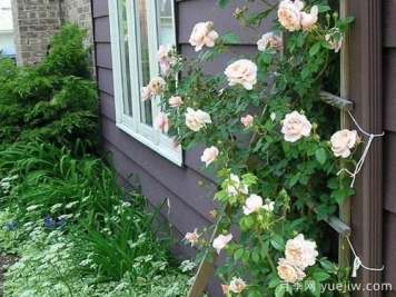 那些有别墅的大佬们都喜欢买些藤本月季来装饰庭院