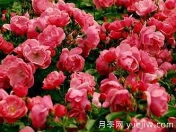 藤本月季你知道怎么养才更漂亮吗？