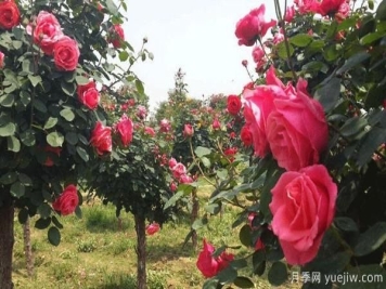 树状月季日常养护要及时修剪和预防病虫害