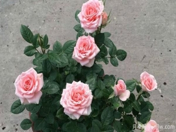 想要把“花中皇后”月季养护好必须保持通风良好，排水良好和温度适宜