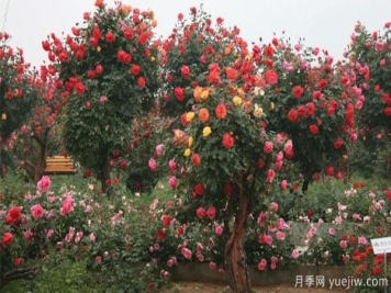 冬天种植庭院树状月季有什么是需要注意的？