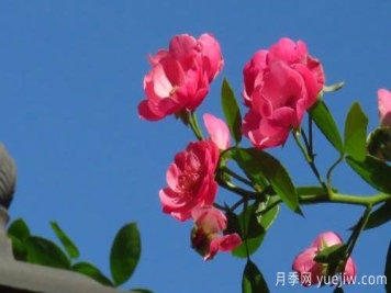 南阳月季基地讲述切花月季的几个特点