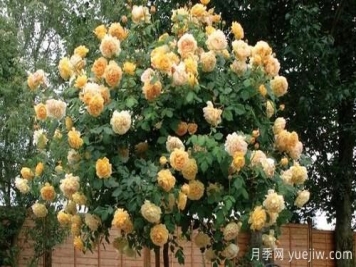 你知道藤本月季和月季有什么区别吗