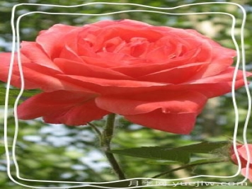 夏季太阳大，没几种花是不怕烈日晒的。大花月季的6个伤不起