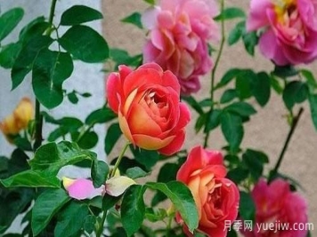 大花月季在日常中，怎么嫁接育苗和管理？