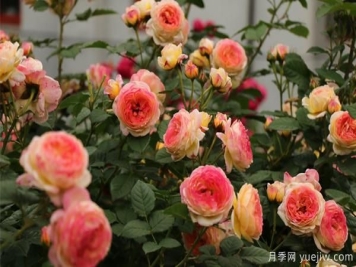 不同时期的月季都有哪些修剪方式？