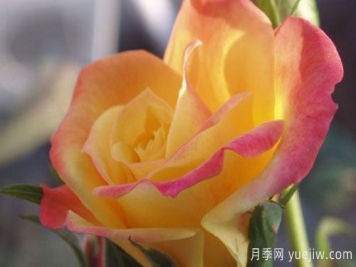 大花月季在施肥时，有需要注意些什么？