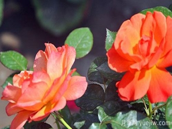 大花月季在种植时要注意哪些问题呢？