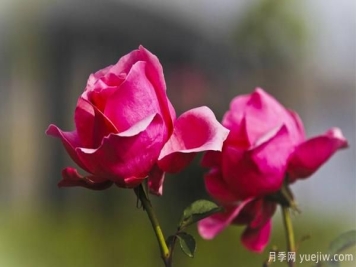 想让自家树状月季好看，要学会嫁接这个妙招