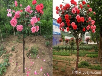 河南树状月季基地提醒，尽量别在网上购月季了