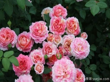 月季的衍生技能是怎样的，一起跟着月季园来看看吧