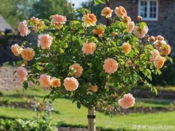 盆栽月季的修剪办法，来达到更好的效果？