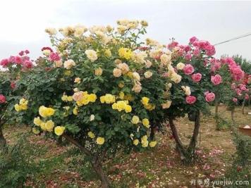 养树状月季，有哪些地方是要大家留意呢