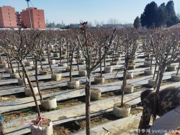 树状大花月季修剪注意的点和办法！