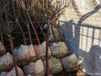 景区树状月季比较好的移栽时刻，你知道吗？