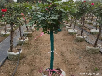 泰安树状月季是否会变形呢？怎样避免它变形呢