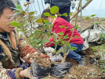 选购周口大花月季苗时，有哪些技巧选到好的？