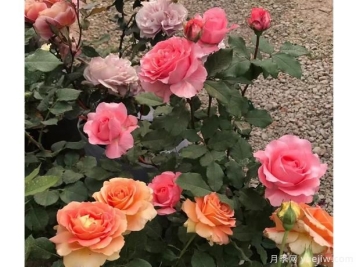 大花月季一般根枝和花朵太细长，什么因素导致的