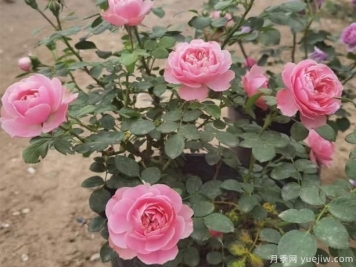 河北大花月季的插杆方法，你知道吗？