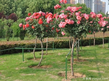 树状月季在生活中运用，作用可太多了！