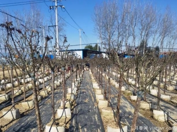 树状月季一般以什么作为树桩呢？来看看吧