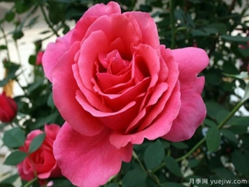 大花月季插杆后的养护步骤，可以来了解下呦