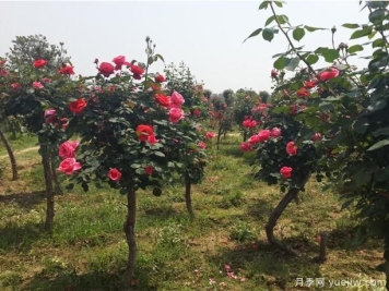 怎样能够让你的树状月季开花多呢？