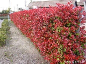如何种植红叶石楠？红叶石楠种植技术