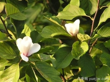 玉兰树应该怎么才能防治病虫害？