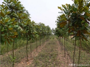 广玉兰树到底有多高呢？看完你就知道了