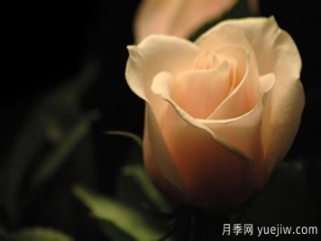 怎么看张爱玲的《红玫瑰与白玫瑰》？