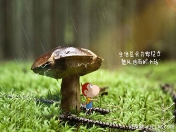 园林绿化常用的耐阴植物有哪些？