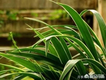 多年生的草本花卉品种的花有什么花？