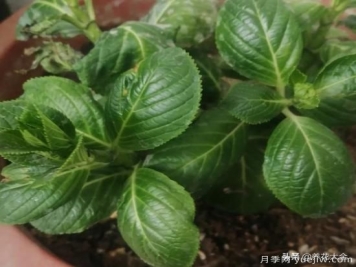 绣球花叶子小是怎么回事？