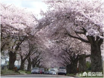 哪些树种可以做街道绿化树种？