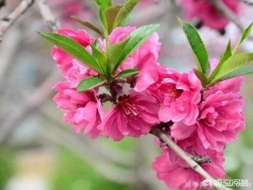 红叶碧桃算是果树还是绿化树？