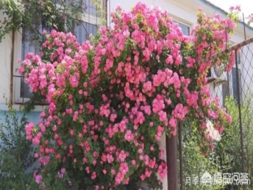 藤本月季的优缺点是什么？有哪些？